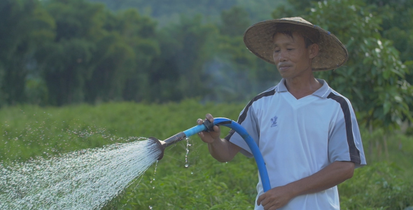 Asian Farmer Watering Vegetable