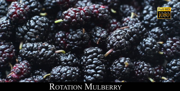 Rotation Mulberry
