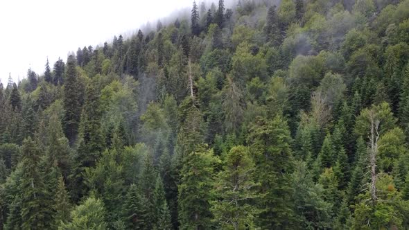 Above Secular Forest, Aerial View, Romania