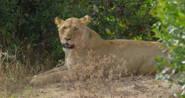 Close up view of a female lion