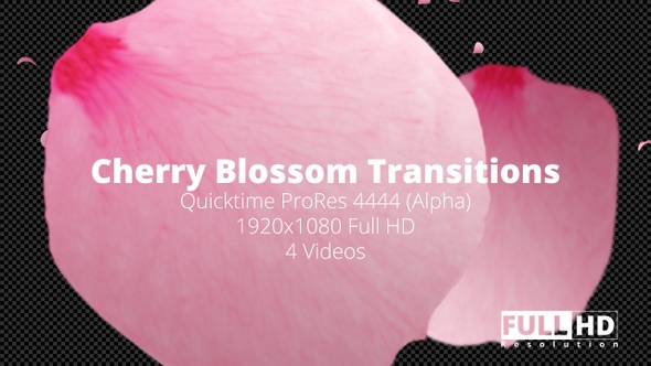 Cherry Blossom Transitions HD