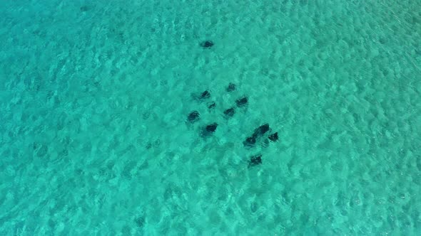 Top Down Aerial View, Fever of Stingrays Swimming in a Turquoise Caribbean Sea. Fish in Natural Habi