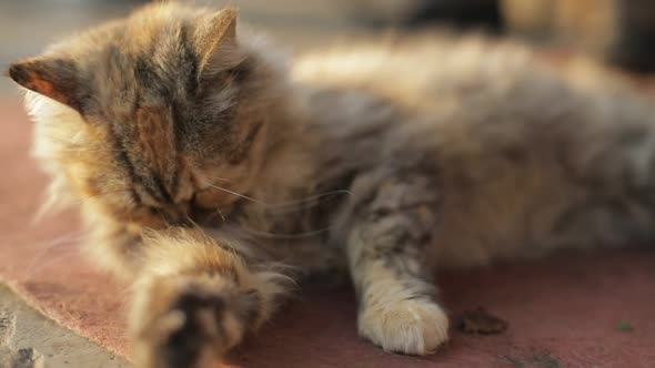 Red Persian Cat in the Grass