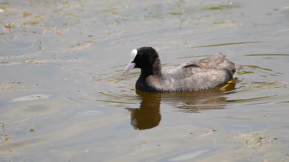 Coot Swimming in Pond