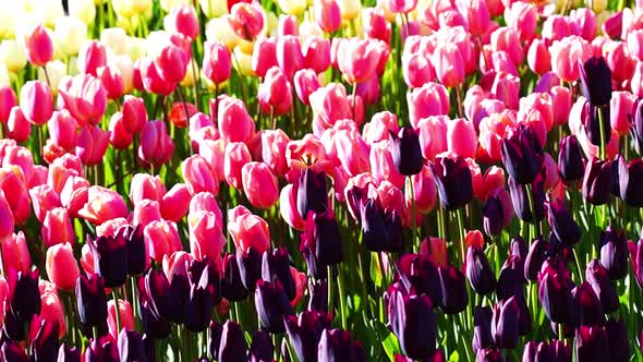 Many Multicolored Tulips