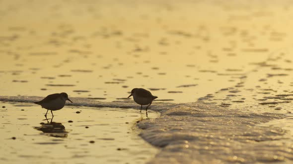 Slow Motion Shot of Calidris Alba Birds Feeding on a Beach in The Golden Sunlight