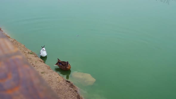 A Duck and a Seagull Brush Their Feathers in Green Water on a Stone in a City Pond