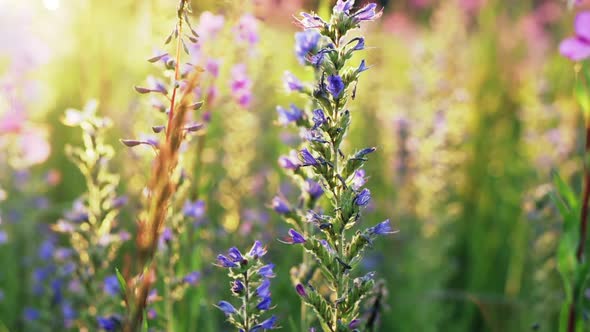 Flowers Of Blueweed And Fireweed In Early Morning