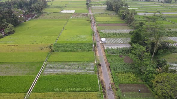 Aerial View of indonesia traditional village and Rice Field.