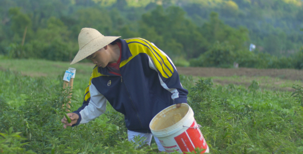 Man Harvesting Chili Agricultural 