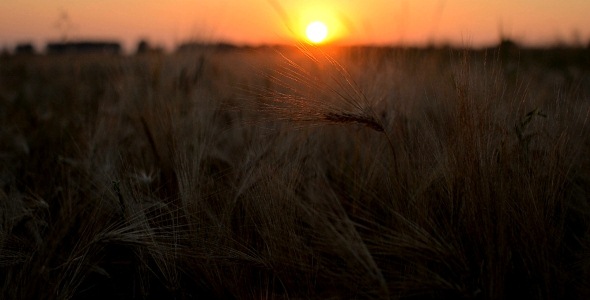 Sunset Wheat Field Beauty Ear Corn Sun 2 alt
