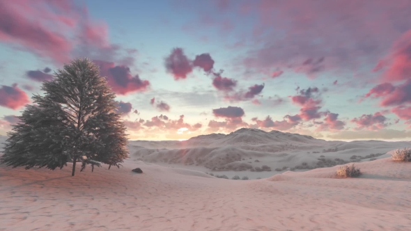 Snowy Trees In The Mountains