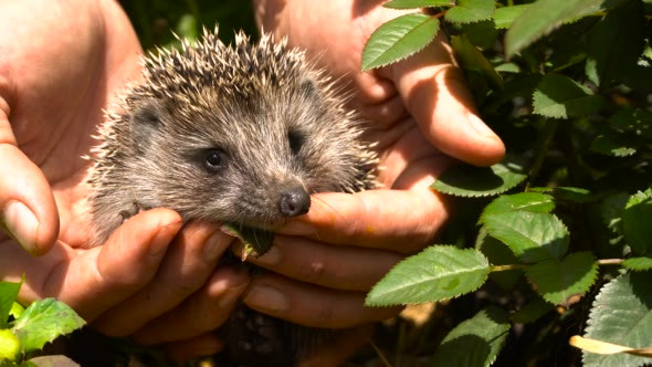 Young Hedgehog in the Hands of Women