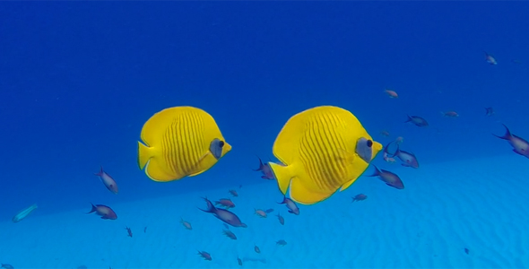Colorful Tropical Underwater Fish Butterflyfish