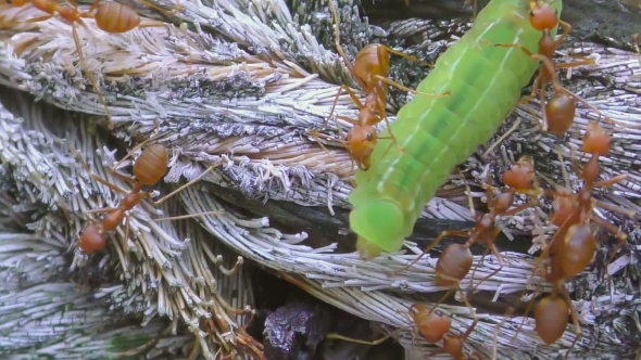 Red Ants And Green Larvae
