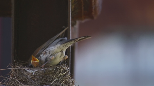 Female Fieldfare On The Nest