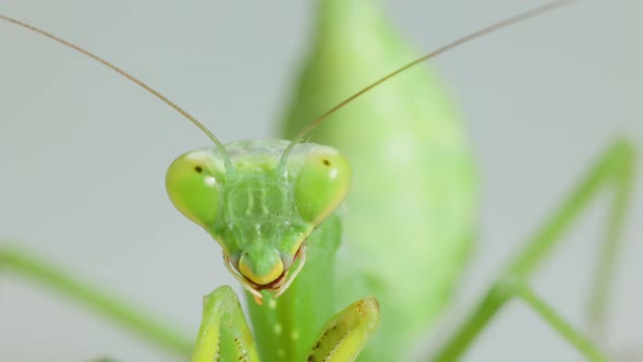 Closeup Praying Mantis On Gray Background