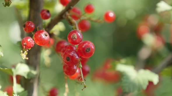 Fruit  Ribes rubrum plant natural  shallow DOF  4K 2160p 30fps UltraHD footage - Small redcurrant de