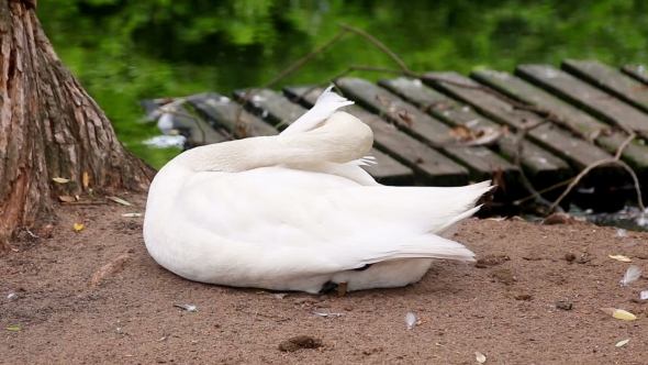 White Bewick Swan Preening
