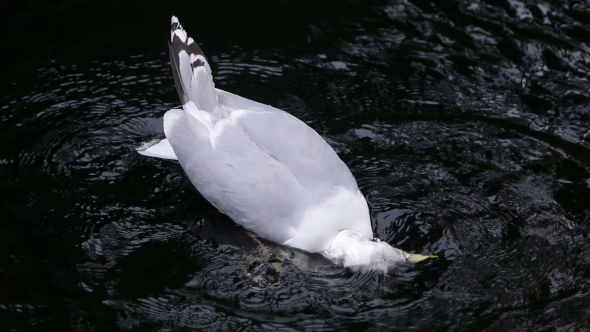 Big White Seagull Bathes In The Lake