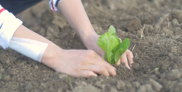 Hands Planting Vegetable