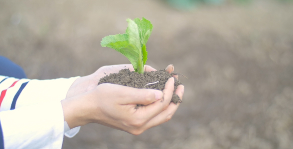 One Plant In Male Hands