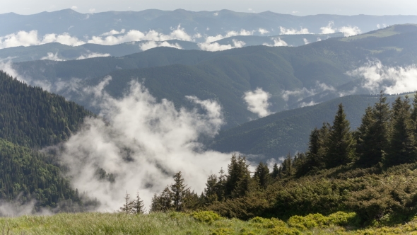 Mountain Forests Covering By Fog
