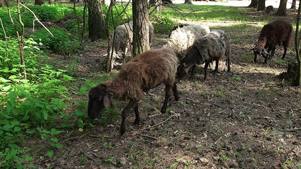 Sheep in the Forest