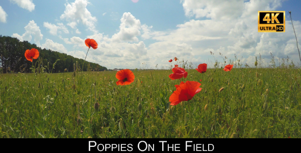Poppies On The Field