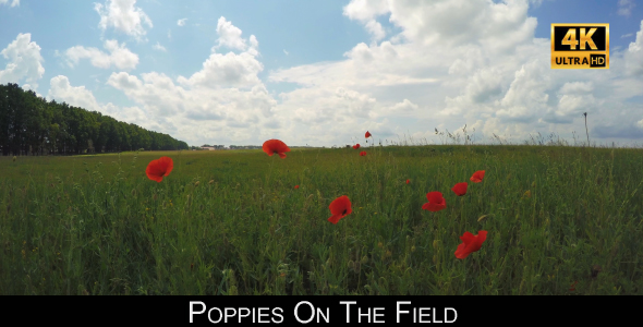 Poppies On The Field 2