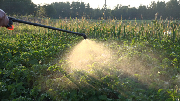 Insecticidal Soap Spray