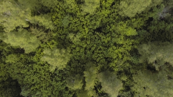 Aerial View.Flying Over The Forest.