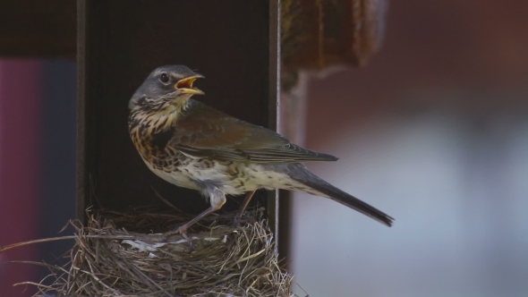 Female Fieldfare On The Nest