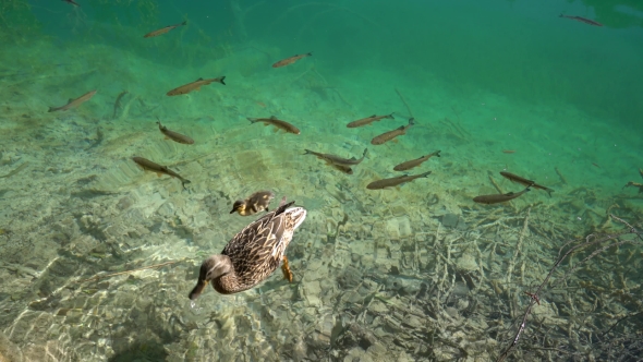 View Of The Clear Water And Fish In Lake In Plitvice National Park