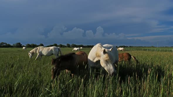 White Camargue horses, Camargue, France