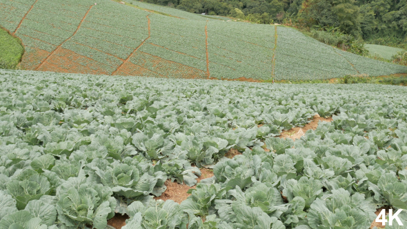 Vegetable Farm