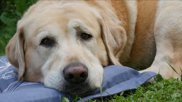 A Labrador Retriever Dog with Facial Expression - 01