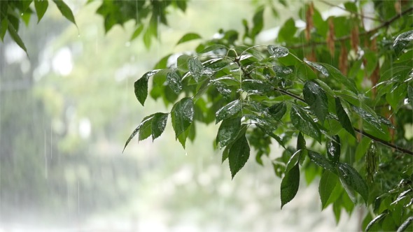 Leaves From Tree To Heavy Rain alt