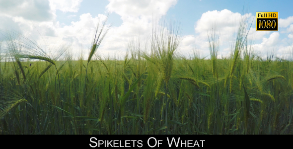 Spikelets Of Wheat 2