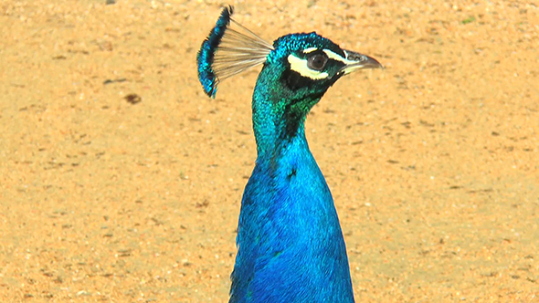 Peacock Stands on the Sandy Path