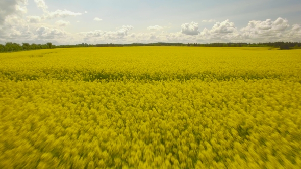 Flowering Rapeseed With Clouds On Sky