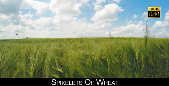 Spikelets Of Wheat 6
