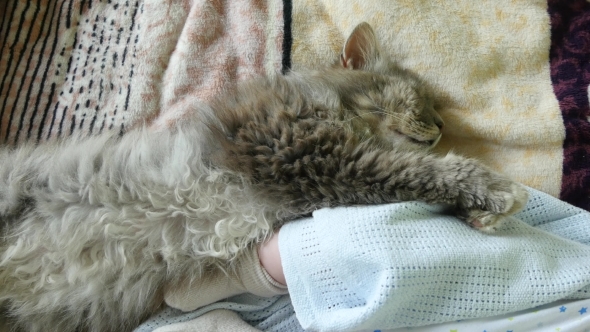 Baby And Cat Daytime Sleeping Together