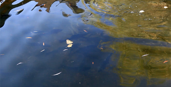 Reflection In A Lake