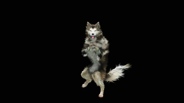 Dog Dance HD