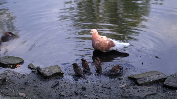 Pigeons And Sparrows Standing In Water On The Bank Of The River