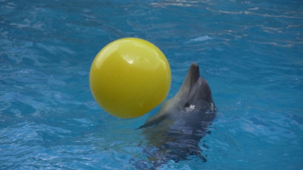 Dolphin Throws a Yellow Ball