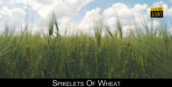 Spikelets Of Wheat 7