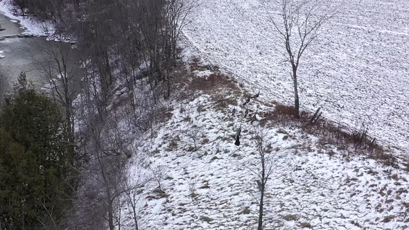 coyote attacks group of wild turkeys aerial slow motion