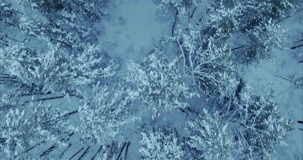 Aerial View the Copter is Flying Over the Tops of Snowcovered Trees a Frosty Day in a Pine Forest